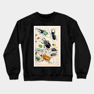 Orderv. Coleoptera | Beetles Print Crewneck Sweatshirt